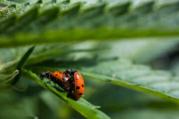 Fototapeta na wymiar Two Lady Bugs Mating on a Cannabis Leaf (Macro)