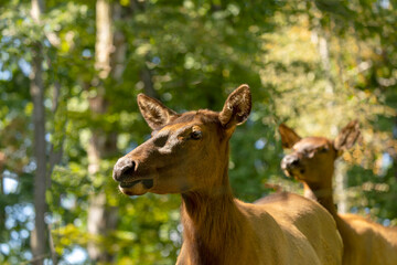 The elk (Cervus canadensis) or wapiti. Head female close-up.