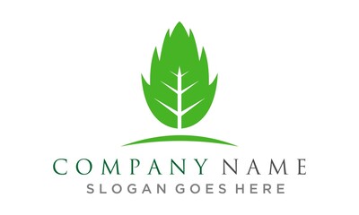 green eco leaf vector logo