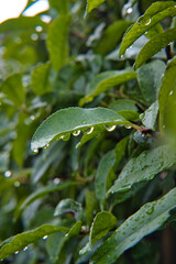 Water drop on Leaves 