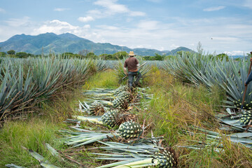 El campesino ya ha cortado varias plantas de agave.