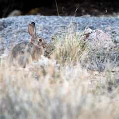 Rabbit in the grass
