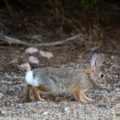 rabbit stretched out 