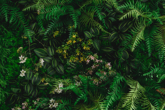 Fototapeta tropical leaves, green leaves texture, nature background