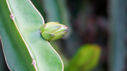bud of a tulip