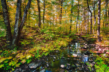 Autumn and fall landscapes in rural Ontario Canada just within the boundaries of Puzzle Lake Provincial Park.  A quiet stroll through the leaves and sunlit hiking trails.  