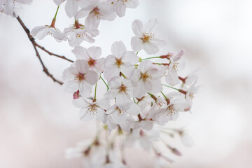 早春のサクラ、ソメイヨシノ