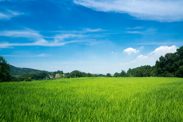 下赤坂の棚田青空バック