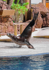 Sealion tricks