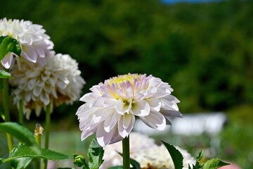 満開の淡い紫のダリアの花