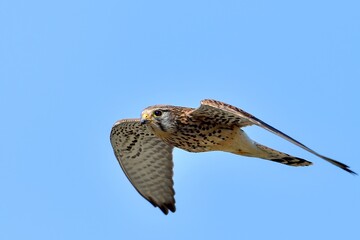 Fototapeta premium 青空バックに餌を求めて飛び回る子育て中のチョウゲンボウ成鳥