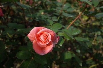 Light Pink Flower of Rose 'Sonia' in Full Bloom
