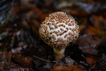 Mushrooms after the rain in Virginia