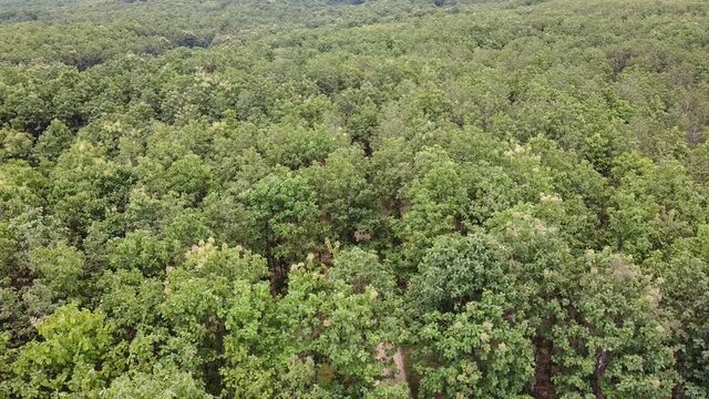 A picture above the forest full of teak trees.