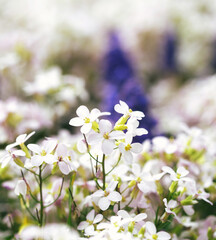 Blossom lilac flower in a beautiful day