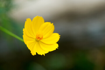 コスモス・黄色・一輪・アップ