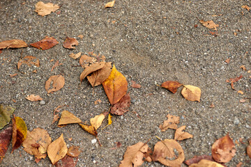 落ち葉・枯れ葉・砂地の地面