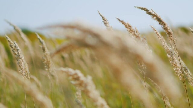 Silver grass flower blowing in the wind. Fall in herb meadow.