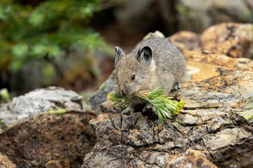 American Pika with Yellow Flowers