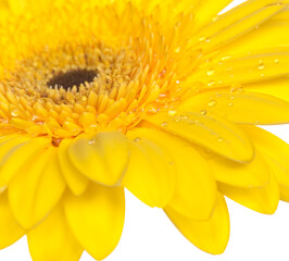 yellow gerber on white background