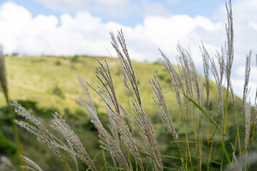 Fototapeta premium 秋の高ボッチ高原