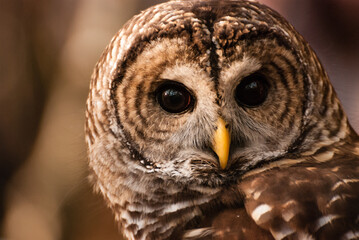 Captive Barred Owl portrait on background of orange fall leaves