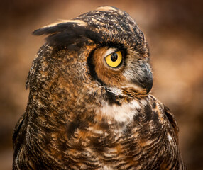 Square crop portrait of a Great Horned Owl looking right in frame against fall orange leaves background
