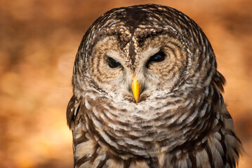 Captive Barred Owl portrait on background of orange fall leaves