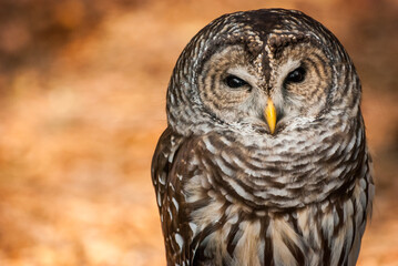 Captive Barred Owl portrait on background of orange fall leaves