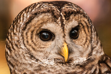 Captive Barred Owl portrait on background of orange fall leaves