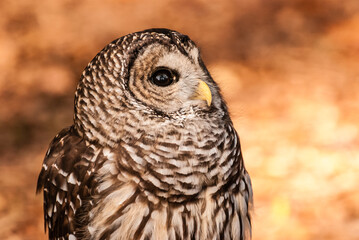 Captive Barred Owl portrait on background of orange fall leaves