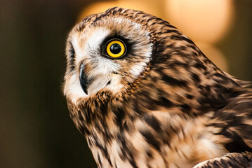 Close up Short-Eared Owl portrait looking left in the frame