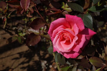 Pink Flower of Rose 'Stephanie de Monaco' in Full Bloom
