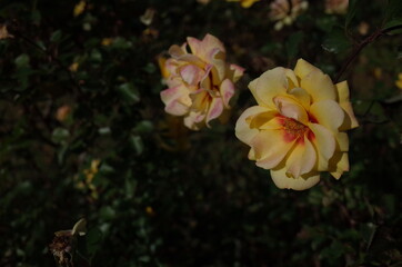 Yellow blend Flower of Rose 'Strabo Babylon' in Full Bloom
