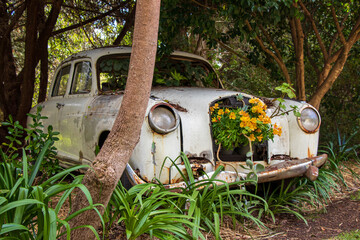 An old rusty car decorated with flowering plants, a creative garden landscape idea.