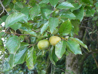 風景　秋　青柿