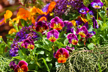 Bright orange and purple pansy flowers in the garden.