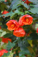Obraz premium Chinese lantern flower, aka orange flowering maple, blossoming in the garden.