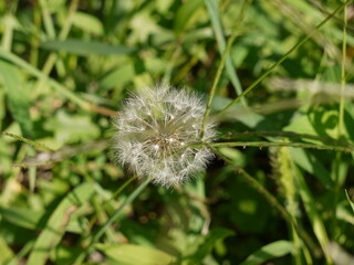 緑　たんぽぽ　綿毛