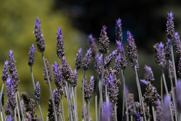 lavender flowers in region