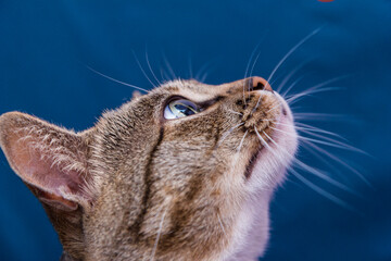 close up portrait of a cat