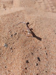 lizard on the sand
