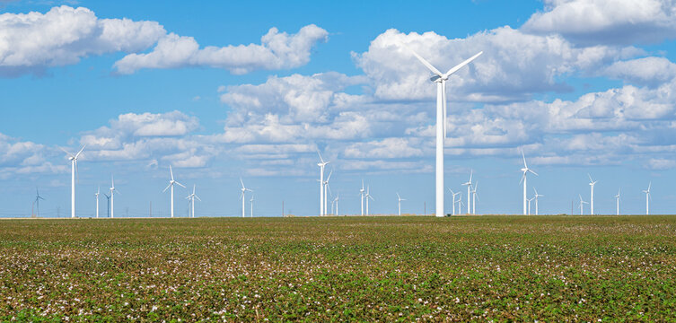 Cotton field in central Texas with windmills