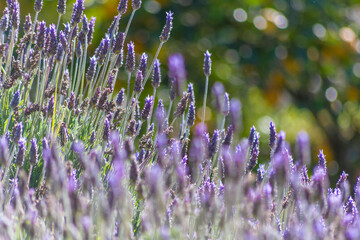 Lavenders in the field