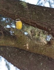 Little yellow bird in the tree