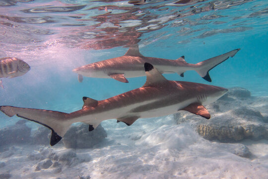 la bande de requins