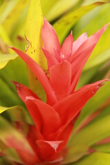 Red Bromélia