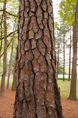 Eastern Shore Pine Tree