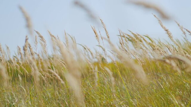 Reeds - wild grass sway from wind on nature autumn field.