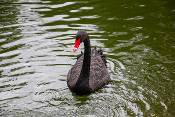 Naklejka premium Ducks and geese